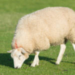 Düngen mit Schafwolle – ökologisch und nachhaltig