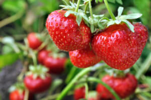 Erdbeeren Früchte