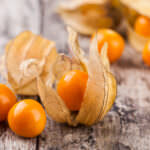 Physalis