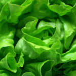 Salat