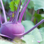 Kohlrabi