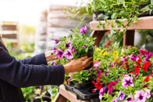 Gartenplanung Pflanzen