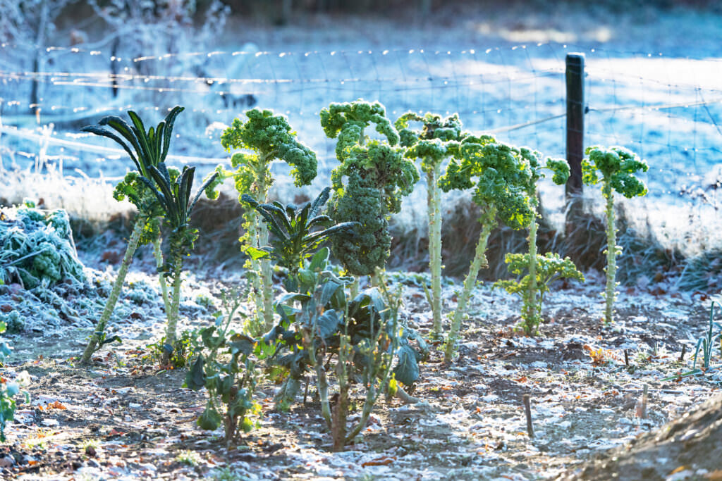 Gemüse im Winter anbauen: Was Sie beachten sollten