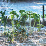 Gemüse im Winter anbauen: Was Sie beachten sollten