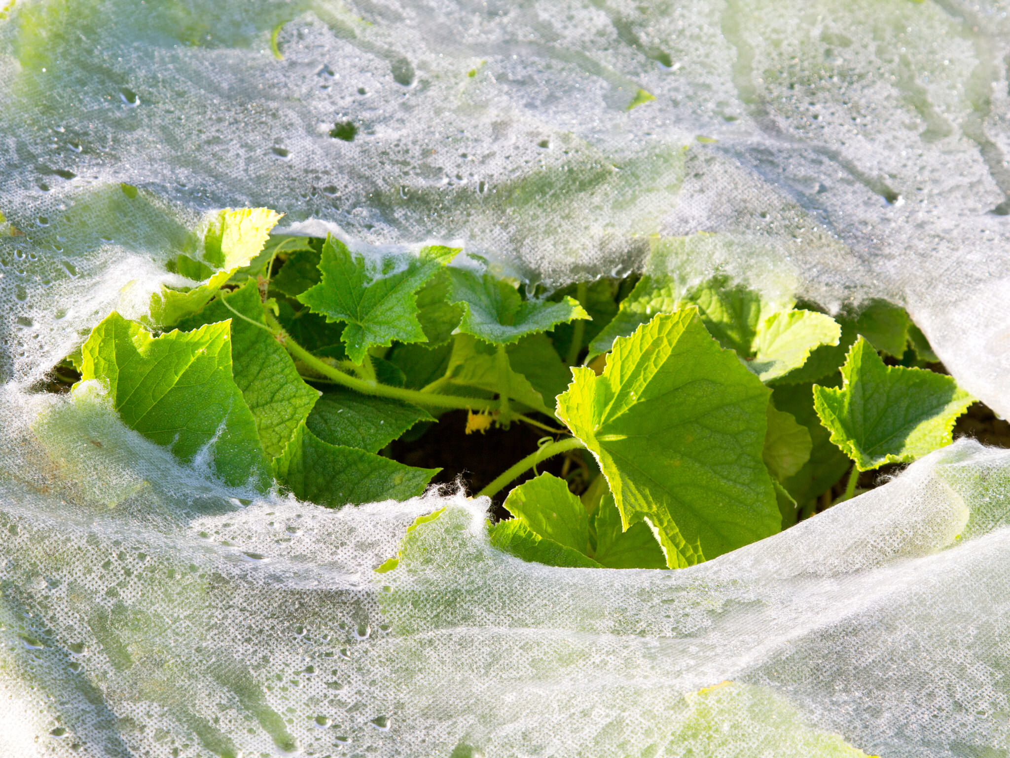 Gemüse im Winter anbauen Was Sie beachten sollten Samenhaus Gartenblog