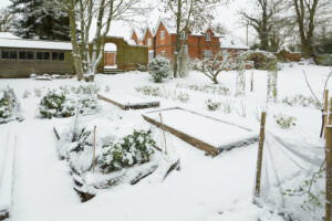 Wintergemüse Garten