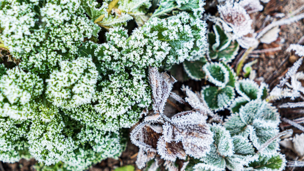 Überwintern Gemüse