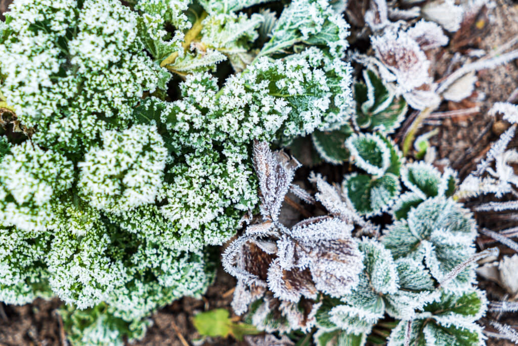 Gemüse überwintern: Diese Sorten eignen sich für kalte Phasen