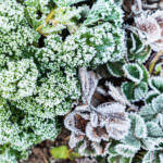 Gemüse überwintern: Diese Sorten eignen sich für kalte Phasen