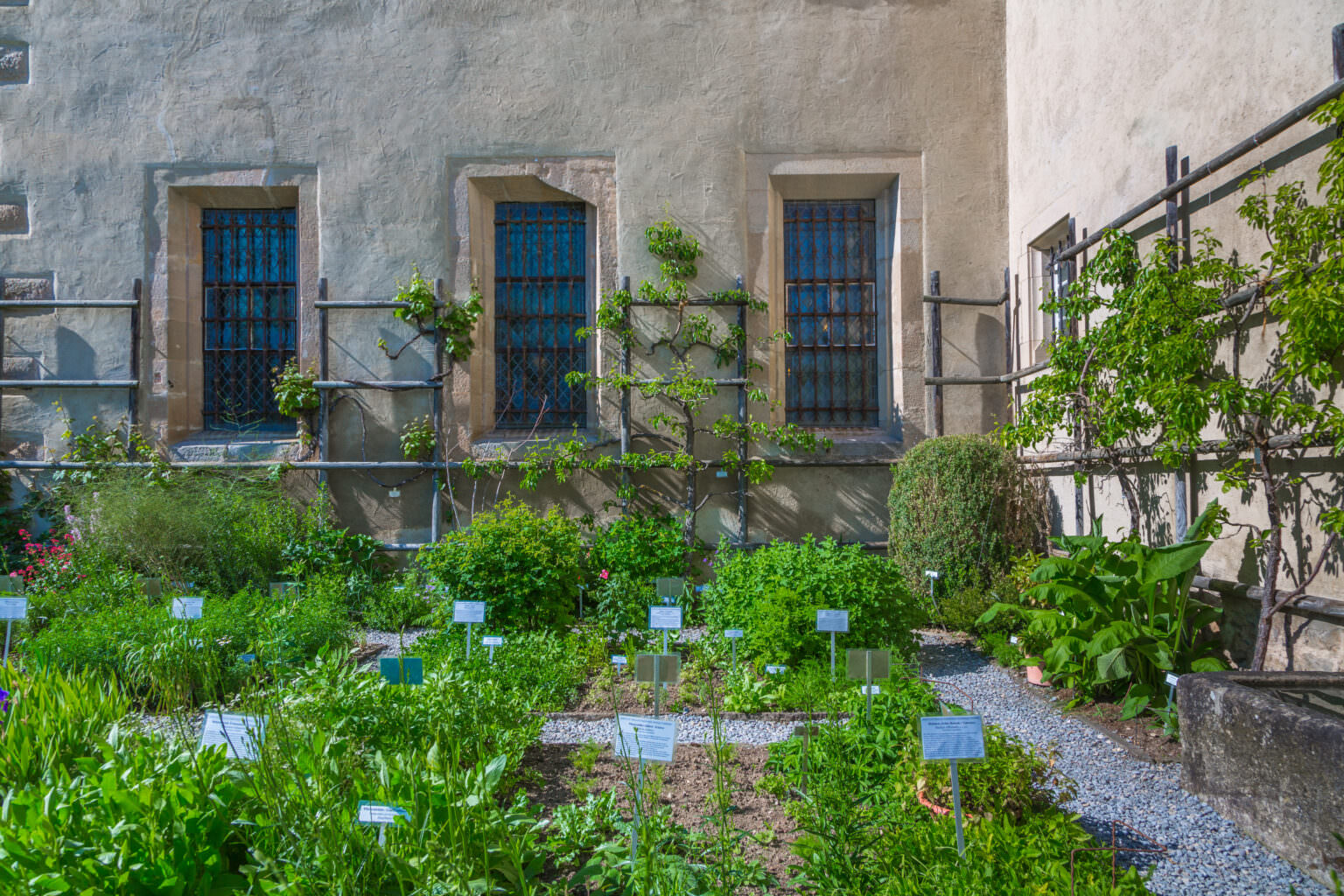 Heilpflanzen aus dem Mittelalter Samenhaus Gartenblog