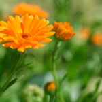 heimische Kräuter Ringelblumen