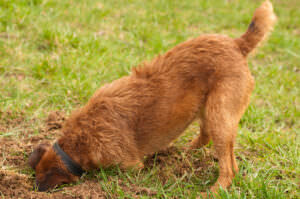 Hund Garten buddeln