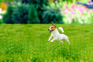 Garten Hund Toben