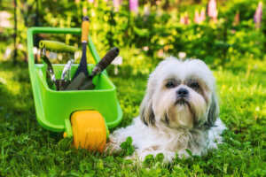 Gartengeräte hundefreundlicher Garten