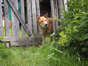 Hund Garten Schleichweg