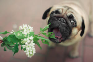 hundefreundlicher Garten