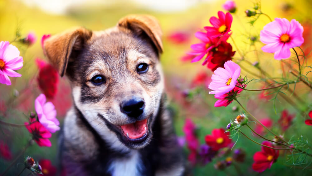 Hund Garten