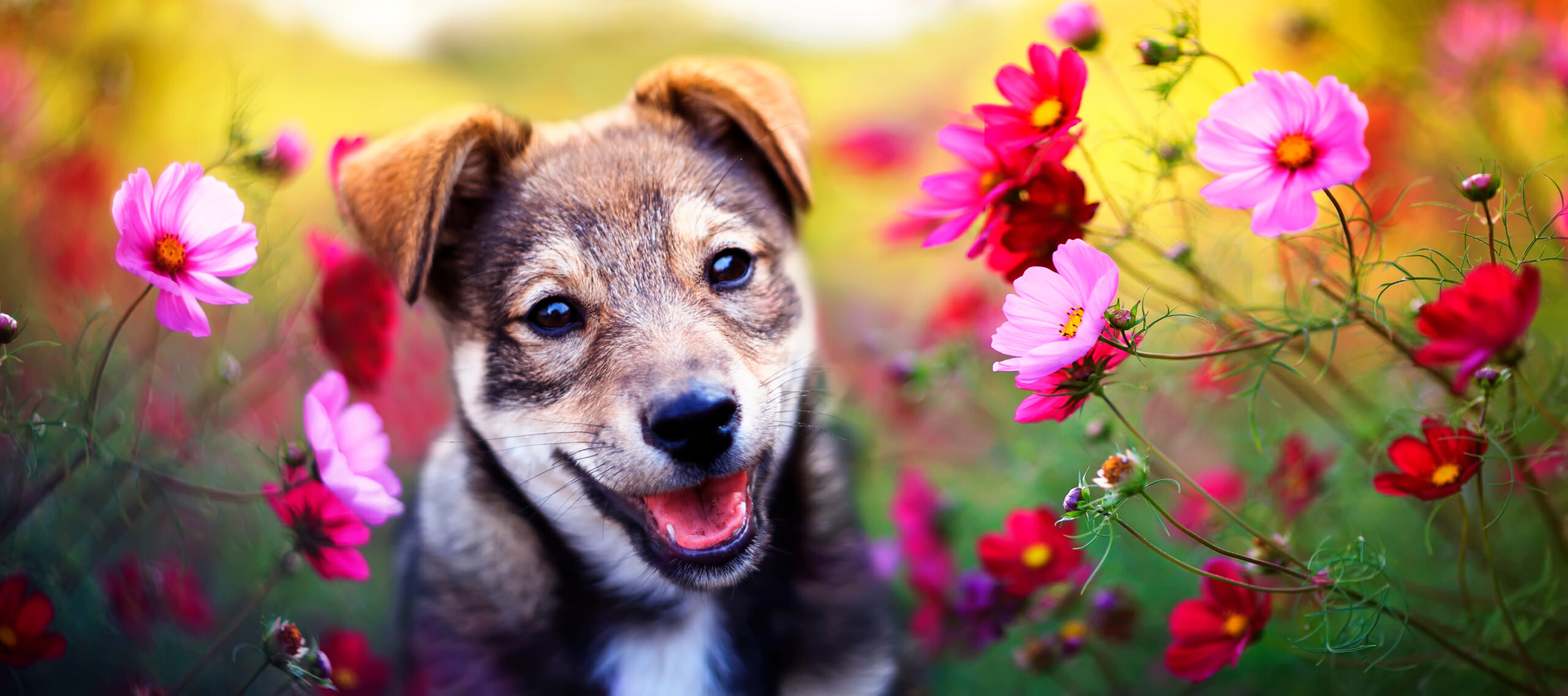 Hundefreundlichen Garten anlegen  so fhlen sich Hunde wohl - Samenhaus  Gartenblog