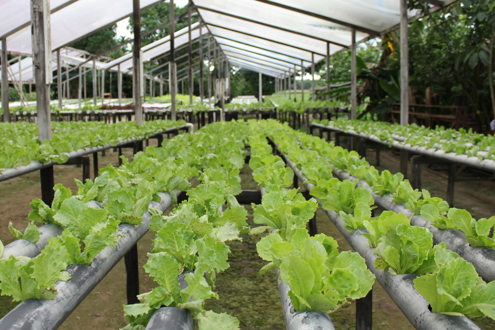 Gemüseanbau ohne Erde so funktioniert Hydroponik Samenhaus Gartenblog