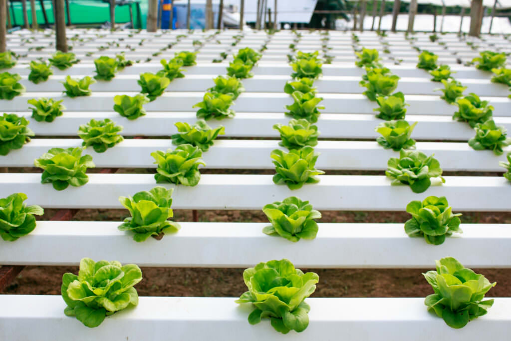 Gemüseanbau ohne Erde – so funktioniert Hydroponik