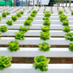 Gemüseanbau ohne Erde – so funktioniert Hydroponik