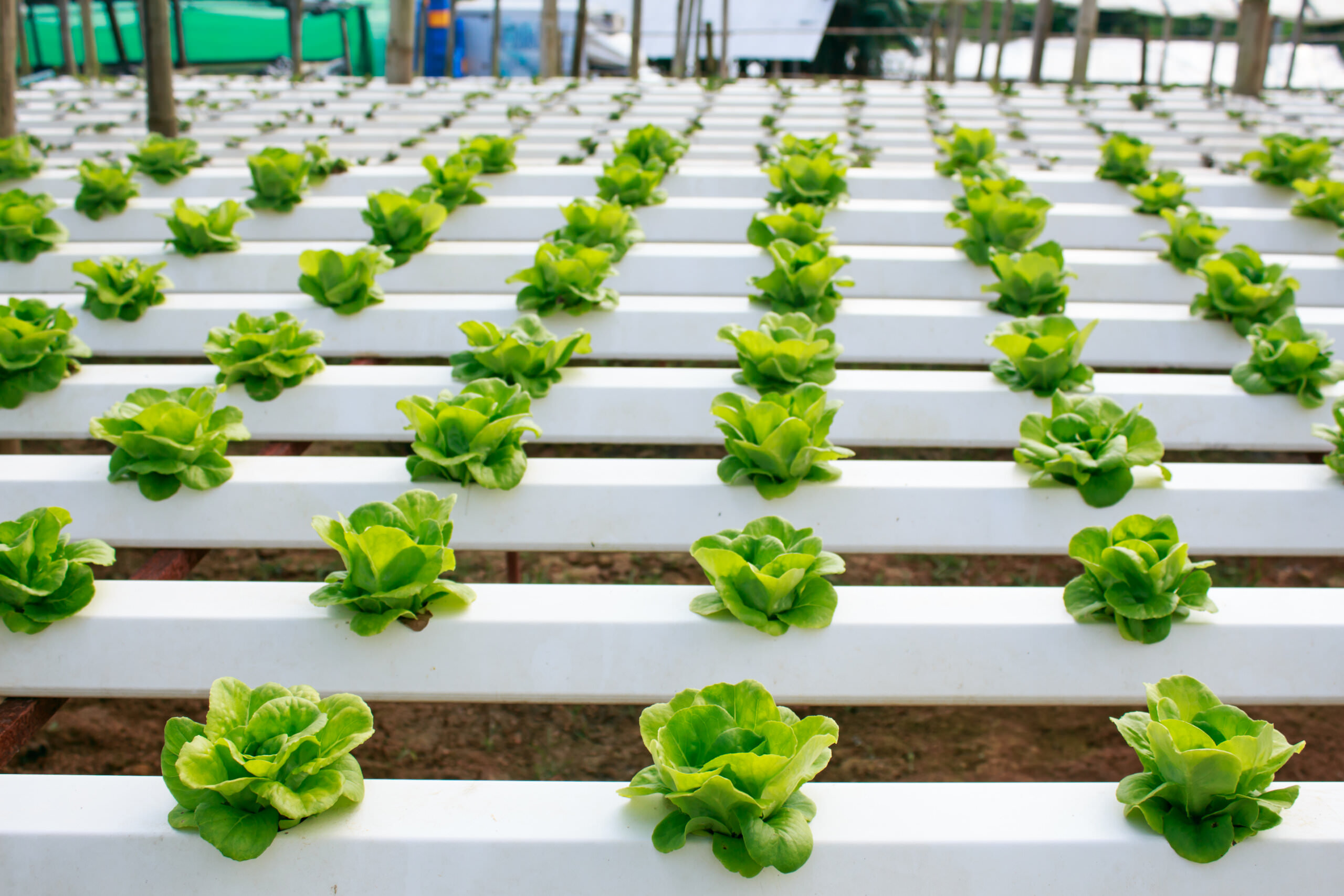 Gemüseanbau ohne Erde so funktioniert Hydroponik Samenhaus Gartenblog