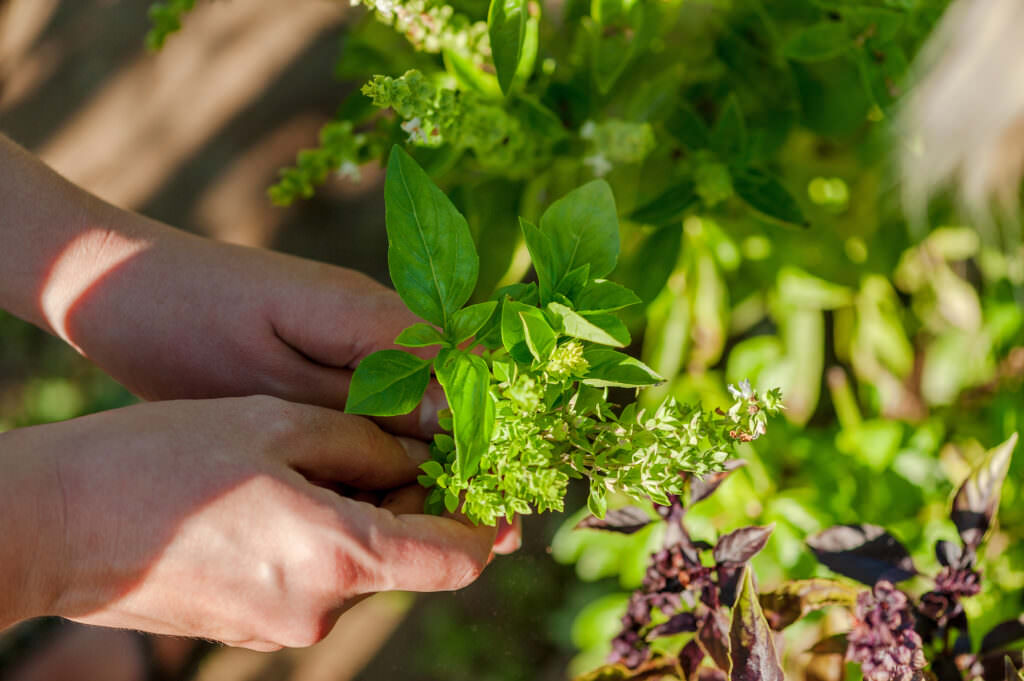 HARRY HERBS – der neue Kräutertopf von Gusta Garden - Samenhaus Gartenblog