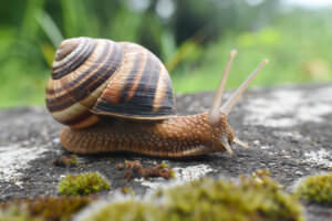 Schnecke