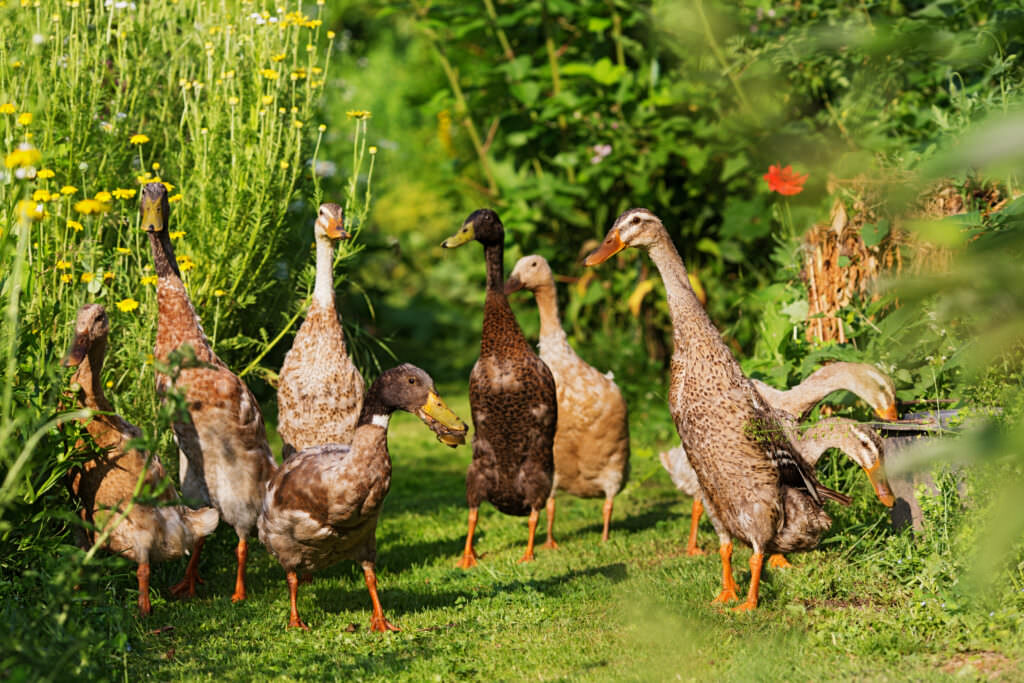 Laufenten & Schnecken: Funktioniert der laufende Schneckenschutz?