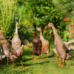 Laufenten & Schnecken: Funktioniert der laufende Schneckenschutz?