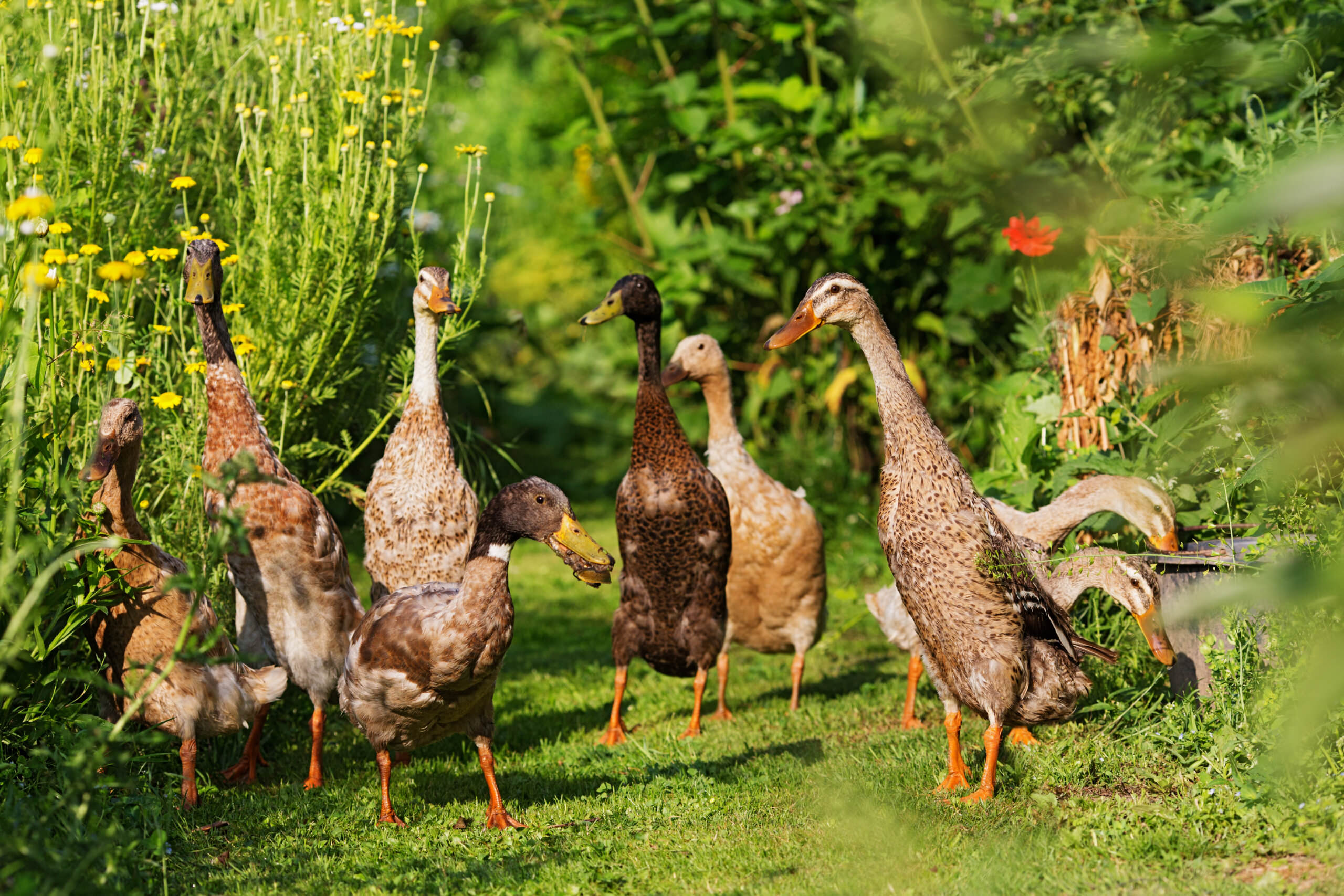 Laufenten & Schnecken: Funktioniert der laufende Schneckenschutz? -  Samenhaus Gartenblog