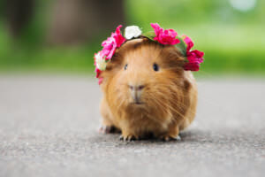 Meerschweinchen Blumen