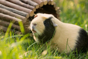 Meerschweinchen Garten