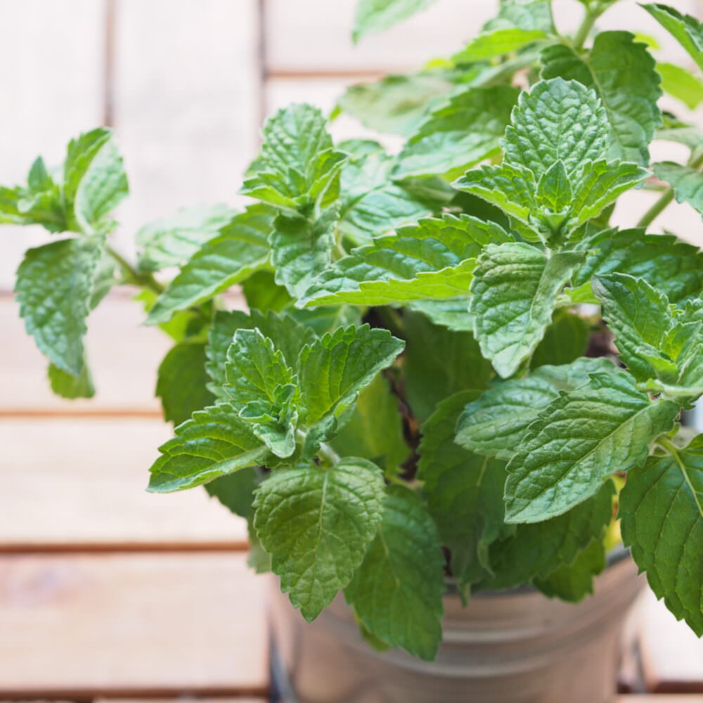MinzeSorten für den Anbau im Garten und auf dem Balkon Samenhaus