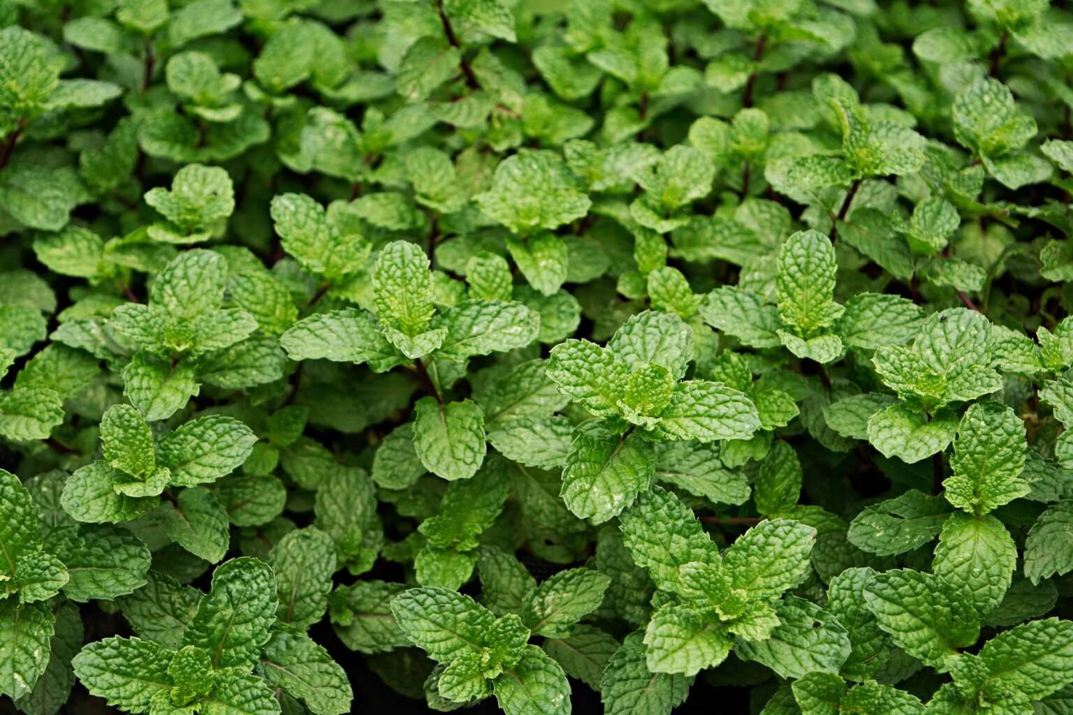 Minze-Sorten für den Anbau im Garten und auf dem Balkon - Samenhaus ...