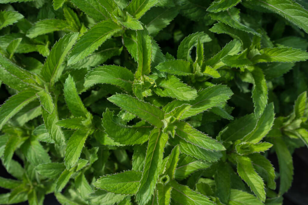 MinzeSorten für den Anbau im Garten und auf dem Balkon Samenhaus