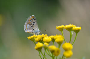 Rainfarn Schmetterling