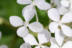 Riesen-Bärenklau Blüten