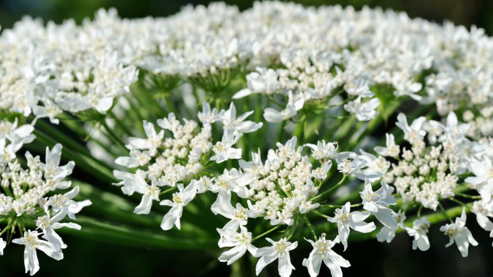 Riesen-Bärenklau Blüte