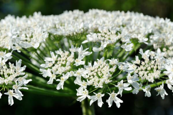 Riesen-Bärenklau Blüte