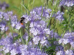 Bienenfreund