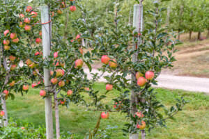 Apfel Säulenobst.