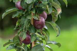 Säulenobst Apfel