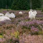 Schafwolle als Dünger: rein biologisch und gut verträglich