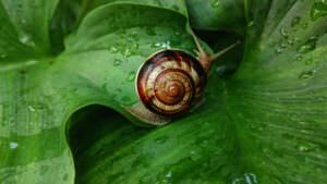 Schnecke Blatt