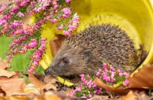 Schnecken Igel