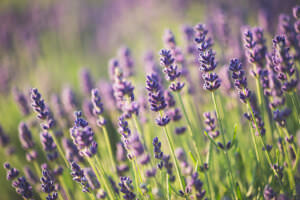 Schnecken Lavendel