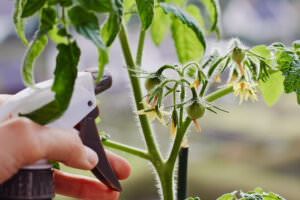 Tomaten düngen