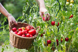 Tomaten ernten