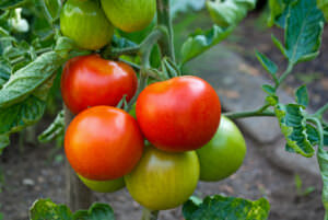 Tomaten nachreifen